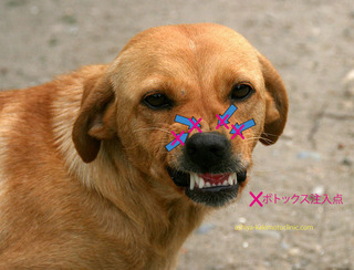 がミー5.jpg