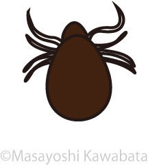 マダニ