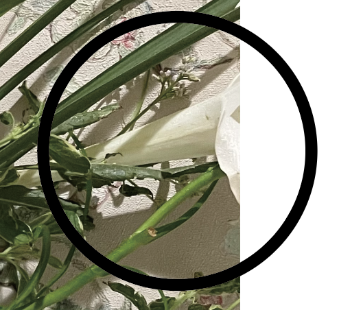 �X�N���[���V���b�g 2025-08-25 9.09.11.png