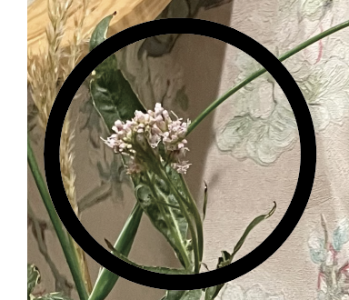 �X�N���[���V���b�g 2025-08-25 9.09.24.png