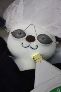 スターラックス中.gif