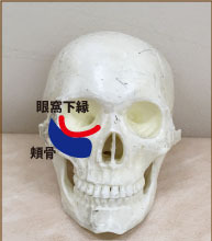 眼窩下縁.jpg