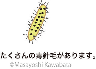 チャドクガ