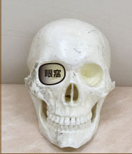 頬骨と肝斑眼窩.jpg