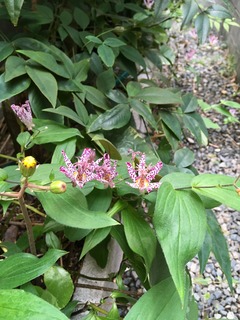 IMG_1245.jpg