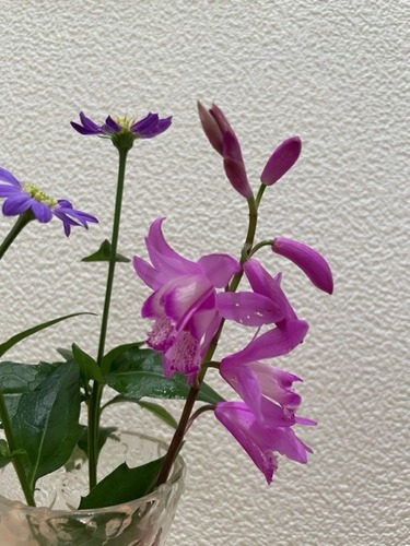 IMG_2141.jpeg