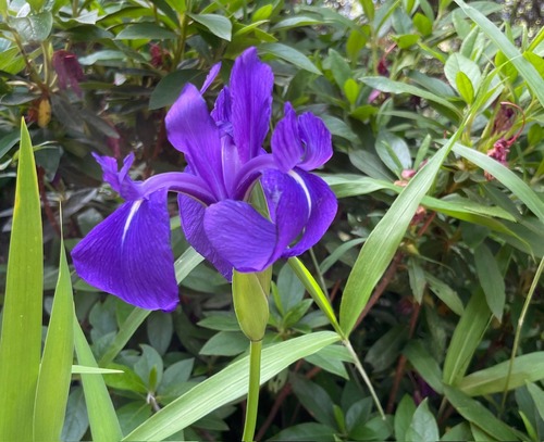 IMG_4927.jpeg