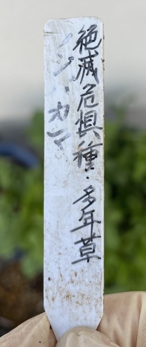 IMG_7603.jpeg