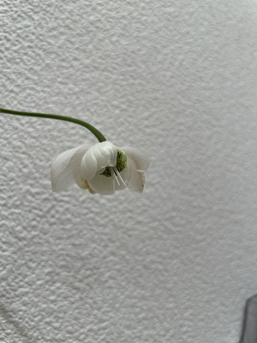 IMG_8387.jpeg