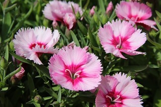 flowers-1358519_640.jpg
