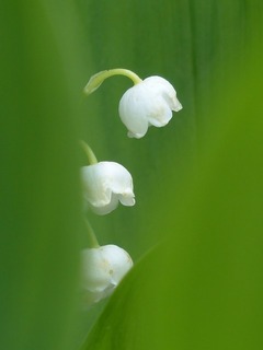 lily-of-the-valley-123171_640.jpg