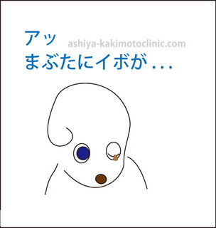 menoibo2芦屋柿本.jpg