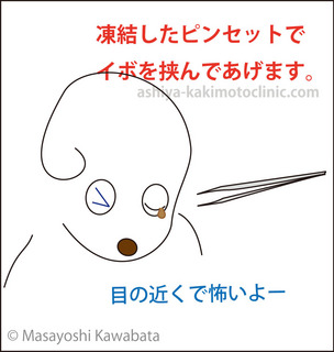 menoibo4芦屋柿本.jpg